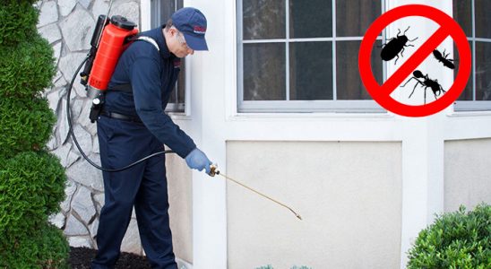 Bolvadin Pire İlaçlama böcek ilaçlama ve haşere kontrolü — ilaclama-tr.com